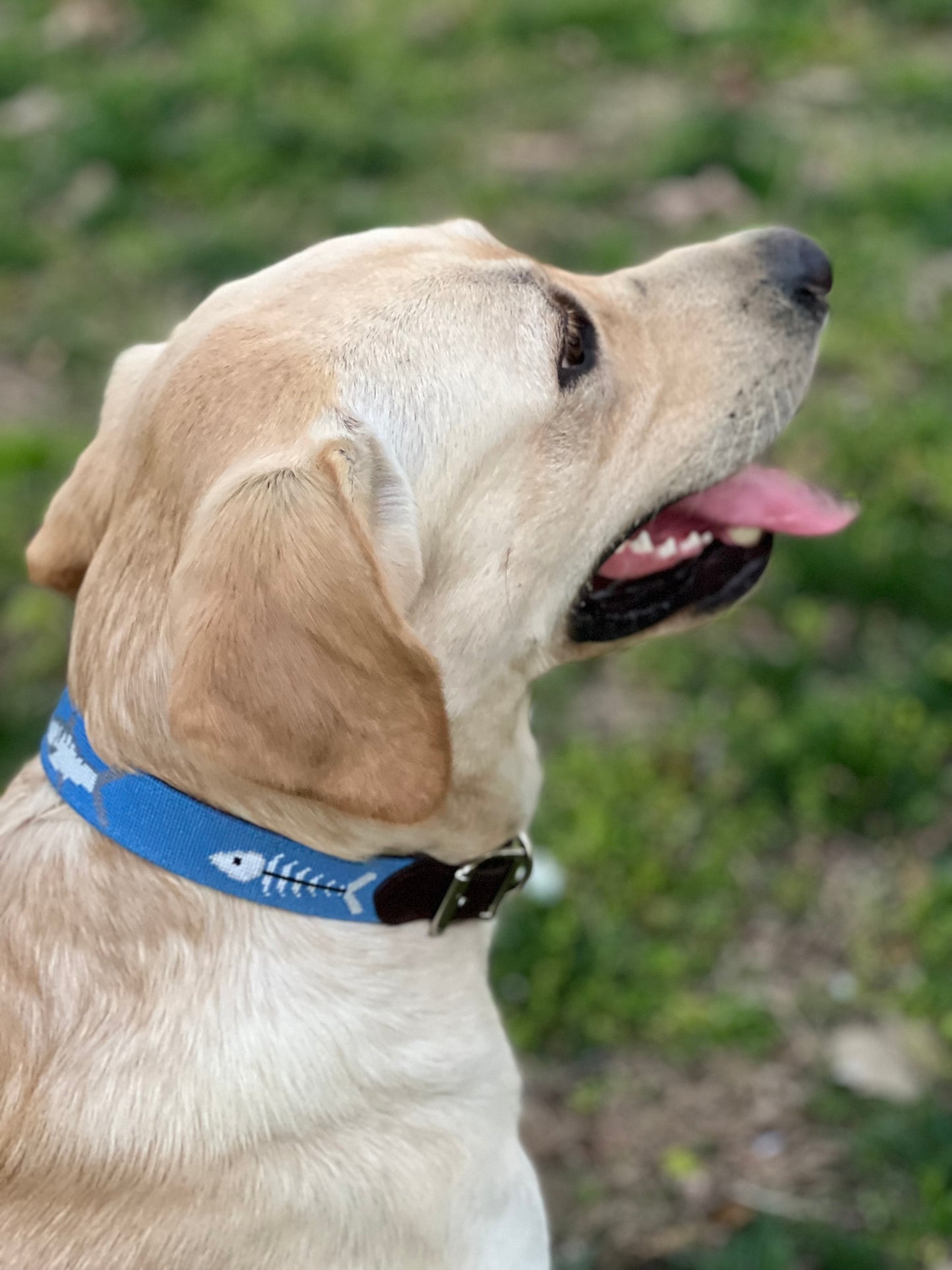 Bonefish Dog Collar