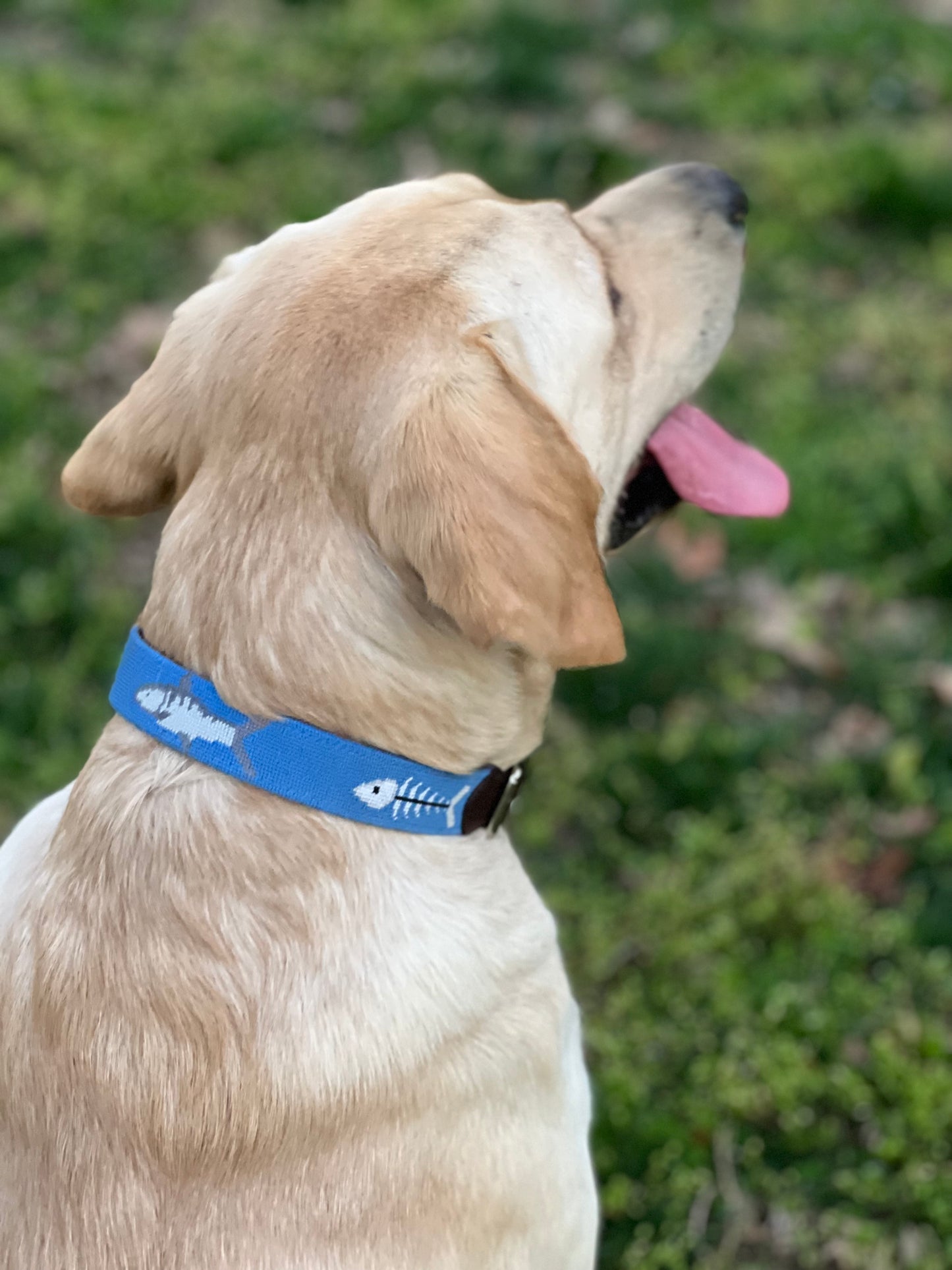 Bonefish Dog Collar