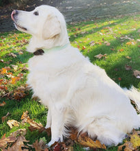 Load image into Gallery viewer, Green Seersucker Needlepoint Dog Collar
